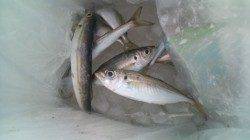 小島で夜アジング〜夜明けからアオリイカ