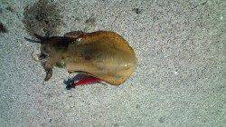 小島で夜アジング〜夜明けからアオリイカ