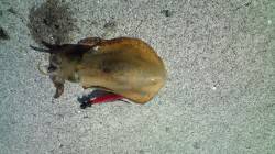 小島で夜アジング〜夜明けからアオリイカ