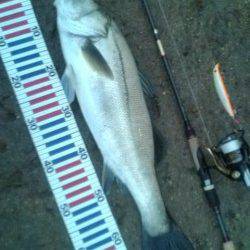 濁りの円山川でグッドコンディションのシーバス!