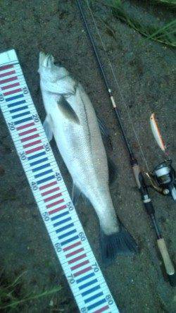 濁りの円山川でグッドコンディションのシーバス!