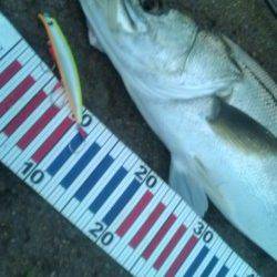 濁りの円山川でグッドコンディションのシーバス!