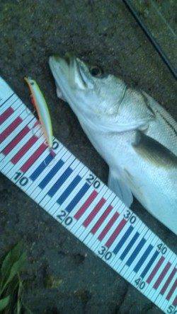 濁りの円山川でグッドコンディションのシーバス!