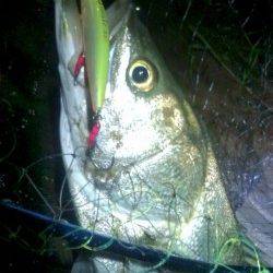 円山川のシーバス釣果