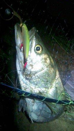 円山川のシーバス釣果