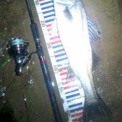 円山川のシーバス釣果