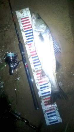 円山川のシーバス釣果