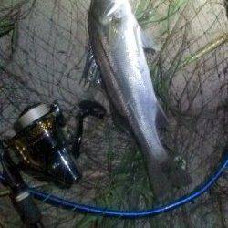 円山川シーバス釣果　シンペンとバイブで一本ずつ