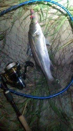 円山川シーバス釣果　シンペンとバイブで一本ずつ