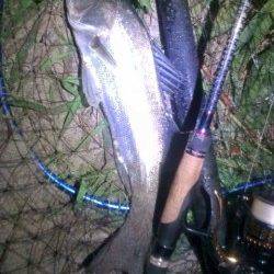 円山川シーバス釣果　シンペンとバイブで一本ずつ