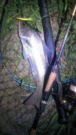 円山川シーバス釣果　シンペンとバイブで一本ずつ