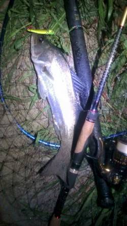 円山川シーバス釣果　シンペンとバイブで一本…