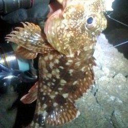 気分をかえてアコウ狙いに・・・