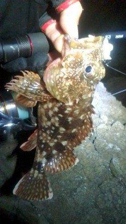 気分をかえてアコウ狙いに・・・