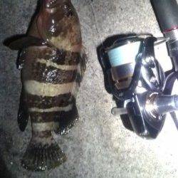 気分をかえてアコウ狙いに・・・