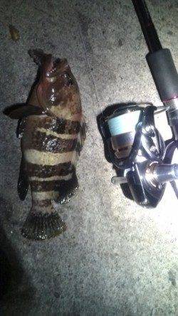 気分をかえてアコウ狙いに・・・