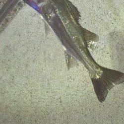 貝塚　満潮からの下げ潮狙いで久々のシーバス☆