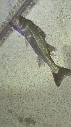 貝塚　満潮からの下げ潮狙いで久々のシーバス☆