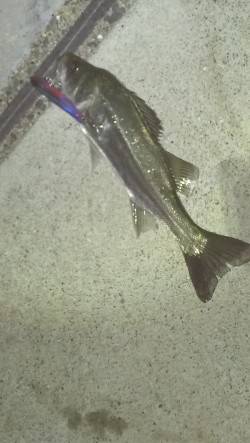 貝塚　満潮からの下げ潮狙いで久々のシーバス…