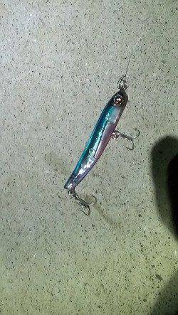 貝塚　満潮からの下げ潮狙いで久々のシーバス☆