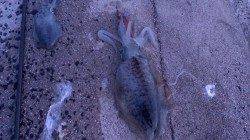 柴山港、週末は最高のエギング日和でした