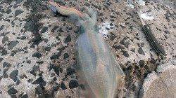 柴山港、週末は最高のエギング日和でした