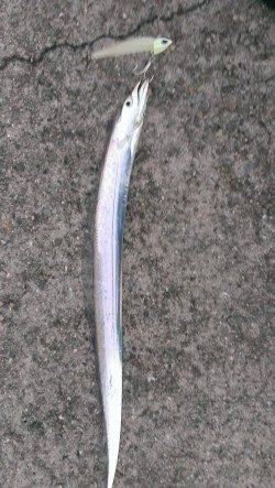 尼崎にて夕マヅメにタチウオワインド！