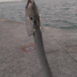 尼崎にて夕マヅメにタチウオワインド！