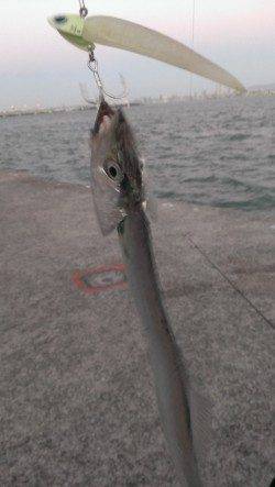 尼崎にて夕マヅメにタチウオワインド！