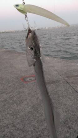 尼崎にて夕マヅメにタチウオワインド！