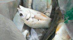 【強風の淀川河口】ハゼ狙い釣行