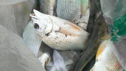 【強風の淀川河口】ハゼ狙い釣行