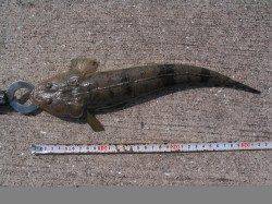 ハゼを餌にノマセでマゴチ☆紀ノ川河口