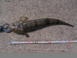 ハゼを餌にノマセでマゴチ☆紀ノ川河口