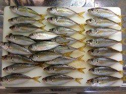 小島　強風の中のアジング釣行　良型狙いも豆アジ・カマス