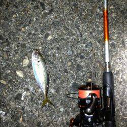 【釣りやすい季節になりました】舞洲でアジング