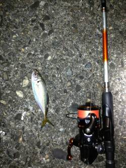 【釣りやすい季節になりました】舞洲でアジン…