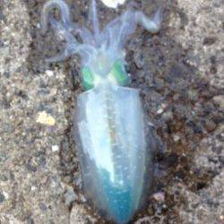 田ノ浦漁港でのエギング釣果