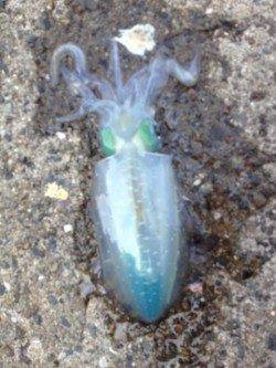 田ノ浦漁港でのエギング釣果