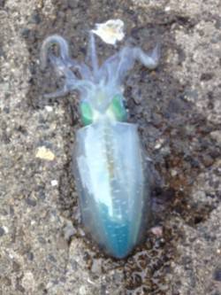 田ノ浦漁港でのエギング釣果