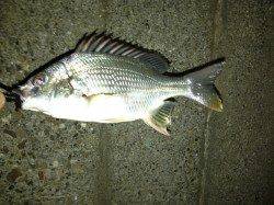 舞洲、良い型のマチヌが出てくれました