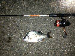 舞洲　チニング1本での釣行でキビレ3匹　小型は沢山居る様子