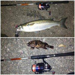 舞洲でチニング、キビレなどの釣果