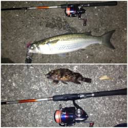 舞洲でチニング、キビレなどの釣果