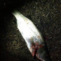 三尾漁港デイアジング調査　ヒラセイゴがあたりました