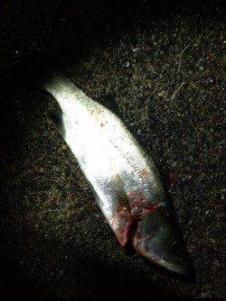 三尾漁港デイアジング調査　ヒラセイゴがあたりました