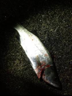 三尾漁港デイアジング調査　ヒラセイゴがあた…