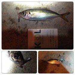 舞洲アジングは投げるたびに当たりまくりでした！