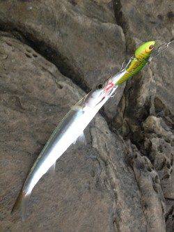 日高の地磯でライトショアジギング★カマスにガシラ★