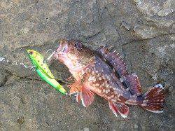 日高の地磯でライトショアジギング★カマスにガシラ★